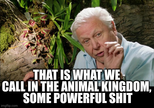 David Attenborough | THAT IS WHAT WE CALL IN THE ANIMAL KINGDOM,
 SOME POWERFUL SHIT | image tagged in david attenborough | made w/ Imgflip meme maker