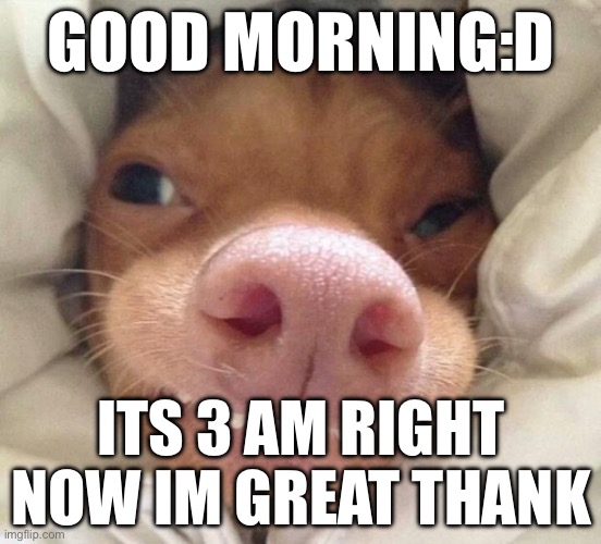 100+ Cute and Funny Good Morning Gif Free Download 2023