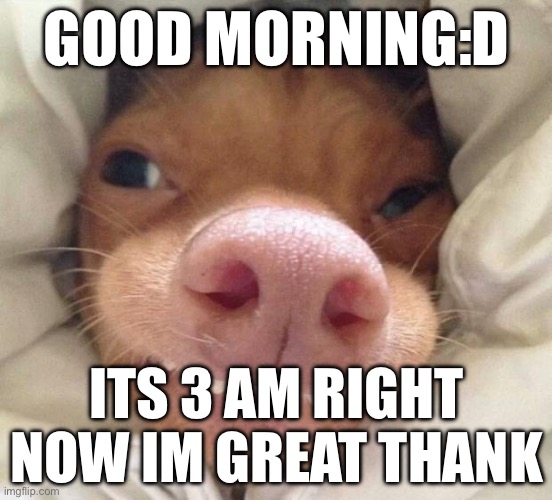 Hilarious Good Morning GIF Funny Images HD Downloads - Mk GIFs.com