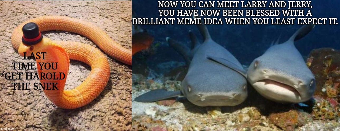 Have a great day. | NOW YOU CAN MEET LARRY AND JERRY, YOU HAVE NOW BEEN BLESSED WITH A BRILLIANT MEME IDEA WHEN YOU LEAST EXPECT IT. LAST TIME YOU GET HAROLD THE SNEK | image tagged in dapper snek,empathetic shark,wholesome,memes | made w/ Imgflip meme maker
