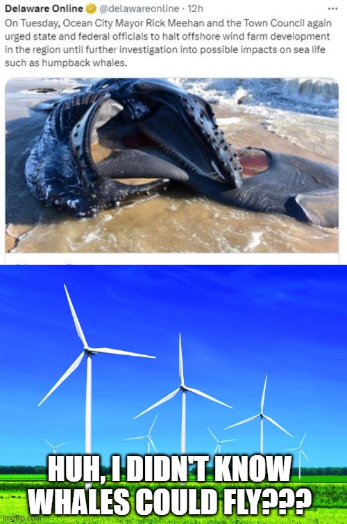 Wind Power Kills Sea Life Apparently | HUH, I DIDN'T KNOW WHALES COULD FLY??? | image tagged in wind turbine | made w/ Imgflip meme maker