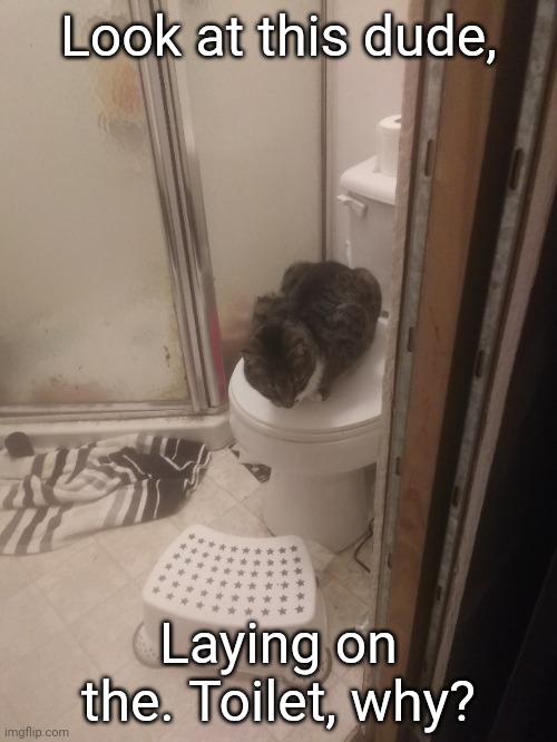 Lol why | Look at this dude, Laying on the. Toilet, why? | image tagged in cat | made w/ Imgflip meme maker