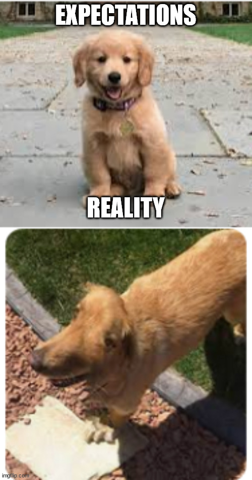 . | EXPECTATIONS; REALITY | image tagged in funny memes | made w/ Imgflip meme maker
