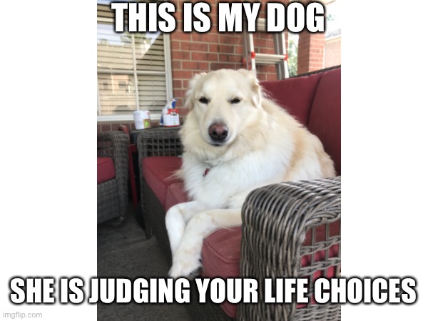 She definitely is | THIS IS MY DOG; SHE IS JUDGING YOUR LIFE CHOICES | image tagged in dogs,cute dog | made w/ Imgflip meme maker