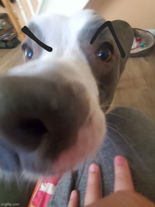 Sorry I was dead for months. Here's my doge | image tagged in msmg | made w/ Imgflip meme maker