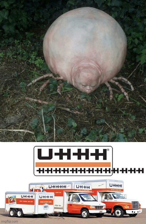 Uhhhh, cursed spider | image tagged in uhhh truck,cursed image,spider,memes,spiders,cursed | made w/ Imgflip meme maker