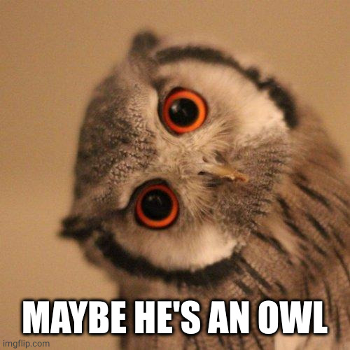 inquisitve owl | MAYBE HE'S AN OWL | image tagged in inquisitve owl | made w/ Imgflip meme maker