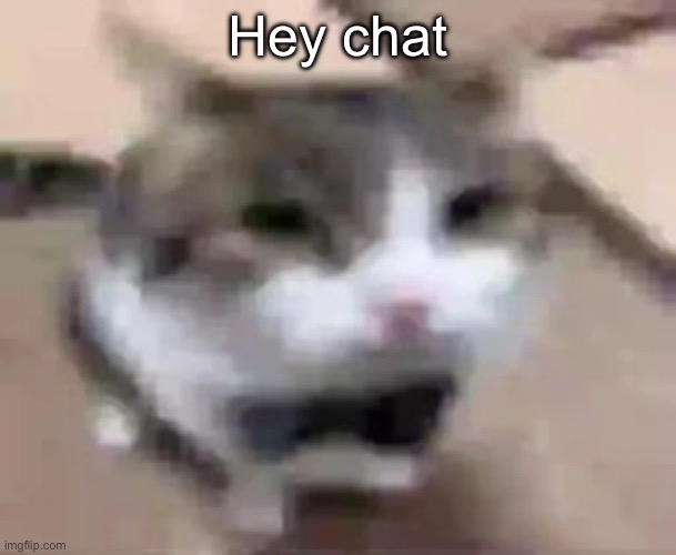 wawa cat | Hey chat | image tagged in wawa cat | made w/ Imgflip meme maker
