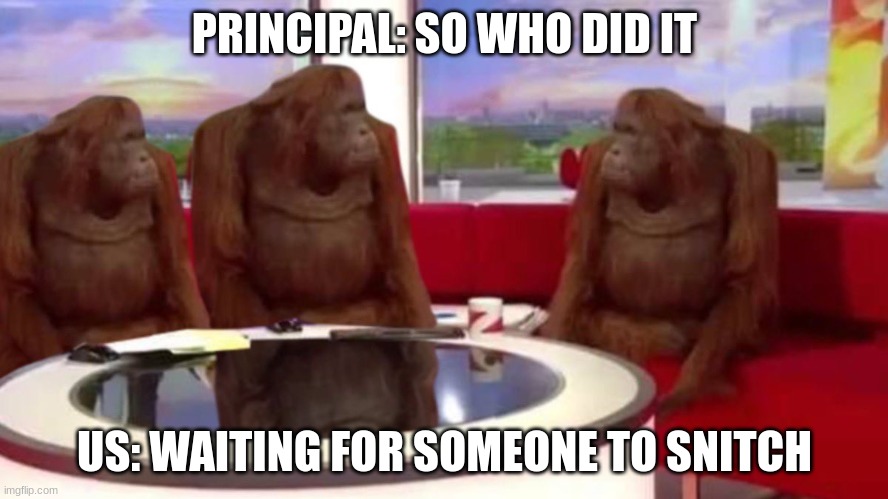 orangutan interview | PRINCIPAL: SO WHO DID IT; US: WAITING FOR SOMEONE TO SNITCH | image tagged in orangutan interview | made w/ Imgflip meme maker