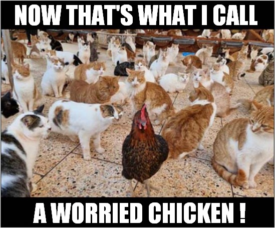 What's For Dinner Tonight ? | NOW THAT'S WHAT I CALL; A WORRIED CHICKEN ! | image tagged in cats,now thats what i call,worried,chicken,dinner | made w/ Imgflip meme maker