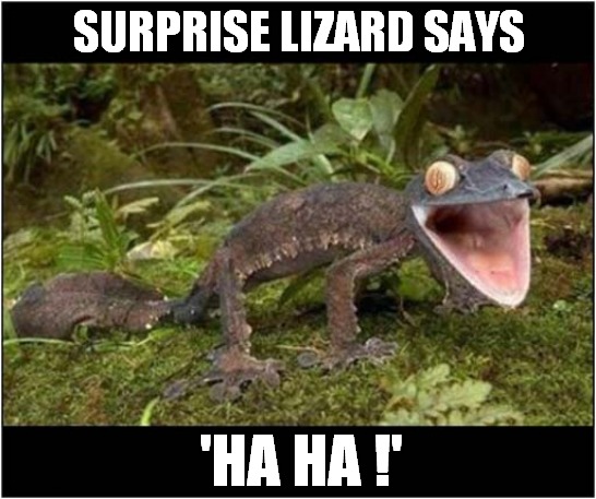 What Is It Doing ? | SURPRISE LIZARD SAYS; 'HA HA !' | image tagged in surprise,lizard,ha ha | made w/ Imgflip meme maker