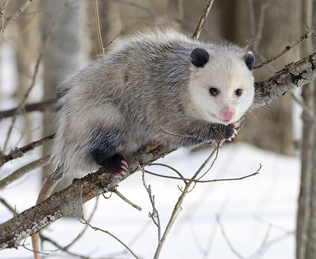 High Quality Opossum Blank Meme Template