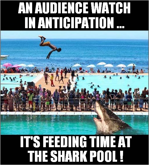 That's Entertainment ! | AN AUDIENCE WATCH
IN ANTICIPATION ... IT'S FEEDING TIME AT
THE SHARK POOL ! | image tagged in feeding,diving,shark,pool,dark humour | made w/ Imgflip meme maker