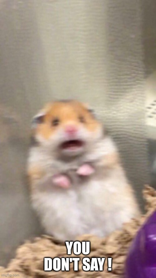 Surprised hamster | YOU DON'T SAY ! | image tagged in surprised hamster | made w/ Imgflip meme maker