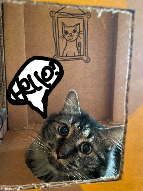 #Mycat | image tagged in cats | made w/ Imgflip meme maker