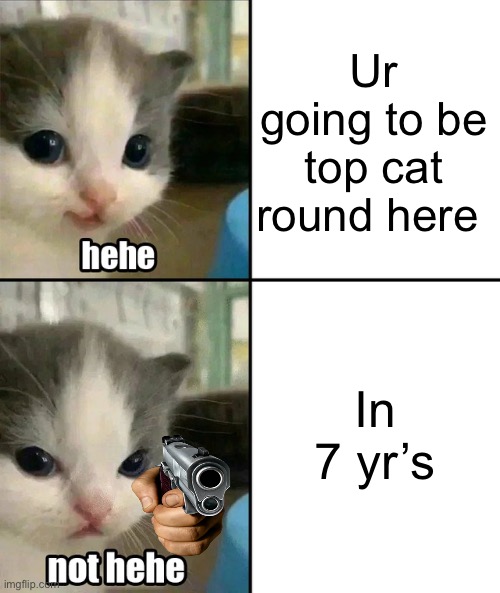 Hehe | Ur going to be top cat round here; In 7 yr’s | image tagged in cute cat hehe and not hehe | made w/ Imgflip meme maker