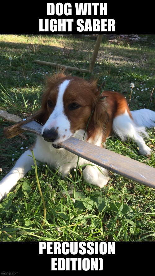 dog holding sword | DOG WITH LIGHT SABER PERCUSSION EDITION) | image tagged in dog holding sword | made w/ Imgflip meme maker