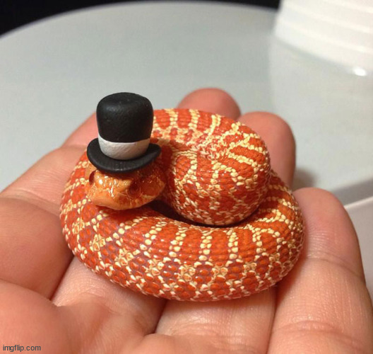 snake in top hat | image tagged in snake in top hat | made w/ Imgflip meme maker