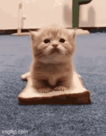 Be one with the sandwhich | image tagged in gifs,sandwich,bread,cat,kitty,money | made w/ Imgflip images-to-gif maker