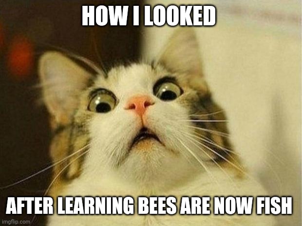 Bees are fish | HOW I LOOKED; AFTER LEARNING BEES ARE NOW FISH | image tagged in memes,scared cat | made w/ Imgflip meme maker