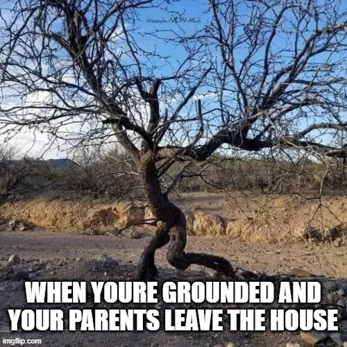 the good people of the Navajo nation call me running tree | image tagged in trees,desert,nature,grounded,parenting,children | made w/ Imgflip meme maker