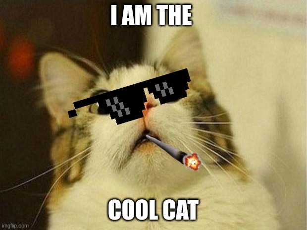 Scared Cat | I AM THE; COOL CAT | image tagged in memes,scared cat | made w/ Imgflip meme maker