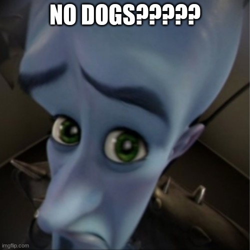 something for my friend | NO DOGS????? | image tagged in megamind peeking | made w/ Imgflip meme maker