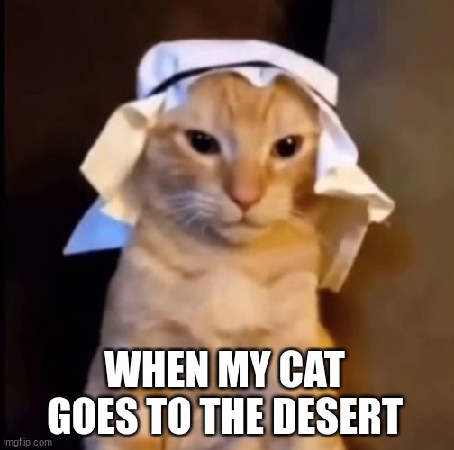 habibi cat Meme Generator - Imgflip