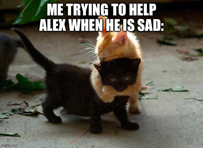 He deserves all the love in the world | ME TRYING TO HELP ALEX WHEN HE IS SAD: | image tagged in kitten hug | made w/ Imgflip meme maker