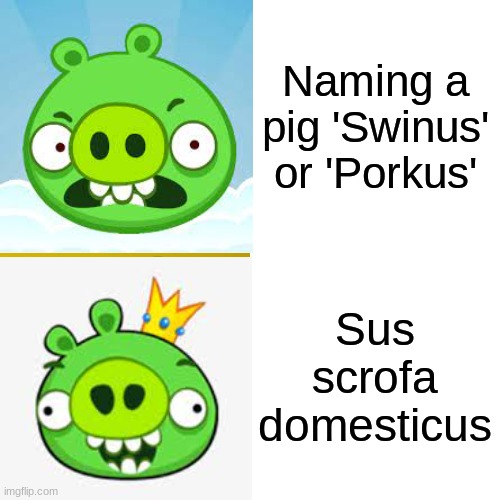 pig | Naming a pig 'Swinus' or 'Porkus'; Sus scrofa domesticus | image tagged in pig | made w/ Imgflip meme maker