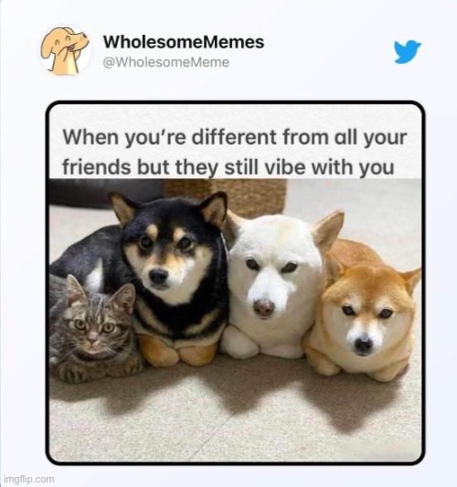 image tagged in dogs,wholesome,wholesome content,repost,memes,funny | made w/ Imgflip meme maker