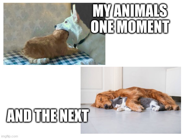 MY ANIMALS ONE MOMENT; AND THE NEXT | image tagged in catdog | made w/ Imgflip meme maker