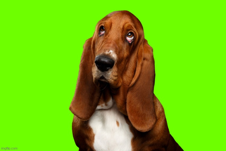 Basset hound | image tagged in dogs | made w/ Imgflip meme maker