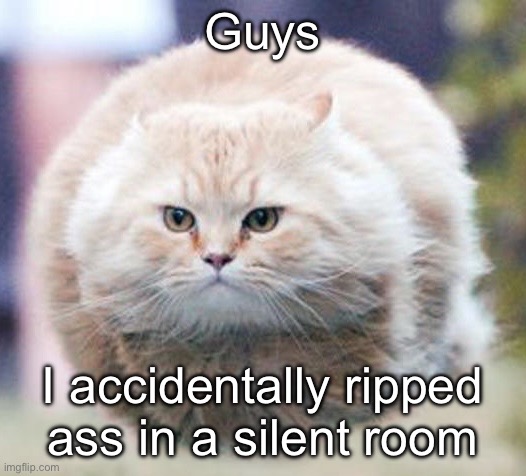 bullet cat | Guys; I accidentally ripped ass in a silent room | image tagged in bullet cat | made w/ Imgflip meme maker