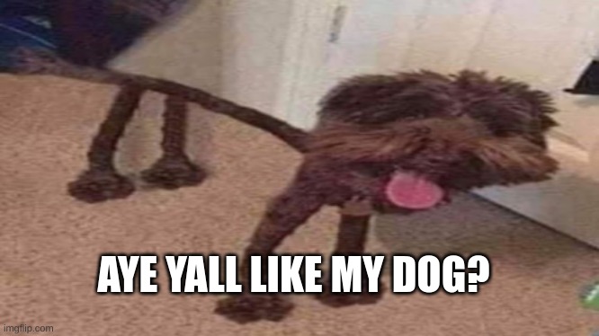 Like my dog? | AYE YALL LIKE MY DOG? | image tagged in like my dog | made w/ Imgflip meme maker