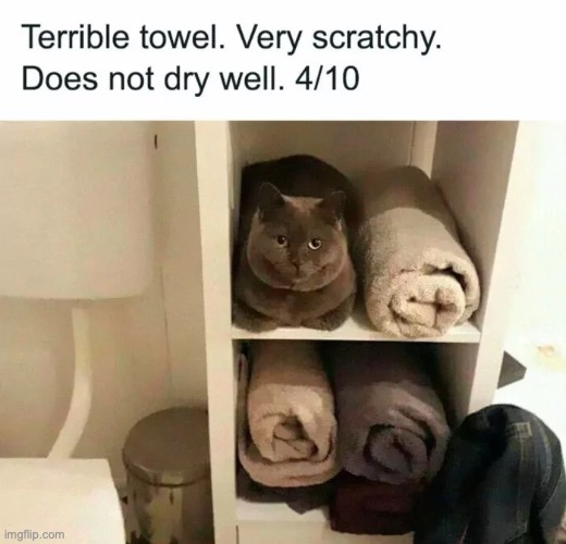 probably should throw it out | image tagged in cat,towel,who reads tags | made w/ Imgflip meme maker