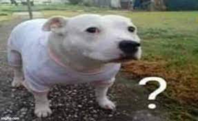 Dog question mark | image tagged in dog question mark | made w/ Imgflip meme maker