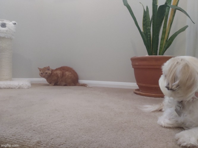 A picture of my dog hanging out with a cat from two years ago Imgflip