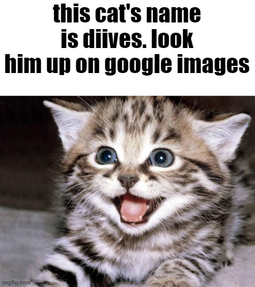do it | this cat's name is diives. look him up on google images | made w/ Imgflip meme maker