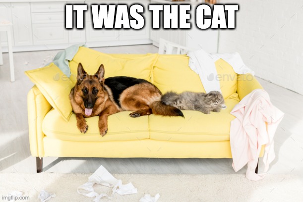 It was the cat | IT WAS THE CAT | image tagged in mess | made w/ Imgflip meme maker