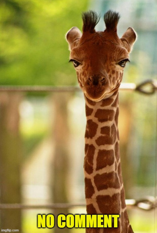 no comment giraffe | NO COMMENT | image tagged in no comment giraffe | made w/ Imgflip meme maker