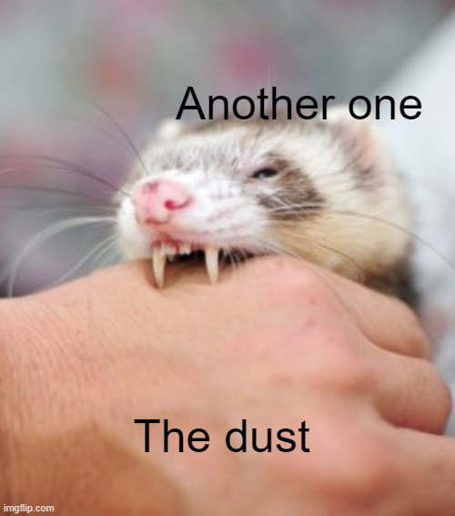 boom boom boom, bada boomboom boom boom boom | Another one; The dust | image tagged in ferret biting,another one bites the dust,queen,memes | made w/ Imgflip meme maker