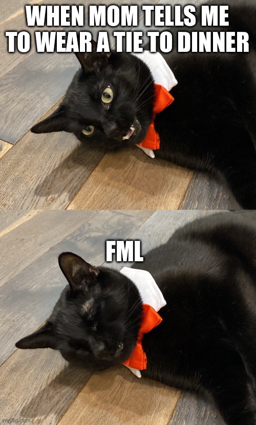 Cat wears a tie | WHEN MOM TELLS ME TO WEAR A TIE TO DINNER; FML | image tagged in meme | made w/ Imgflip meme maker