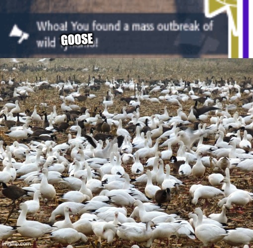 Goose | GOOED; GOOSE | image tagged in goose | made w/ Imgflip meme maker