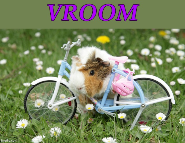 Hamster wheel, updated |  VROOM | image tagged in bike guinea pig,bike,bicycle,rodent,guinea pig,cute | made w/ Imgflip meme maker