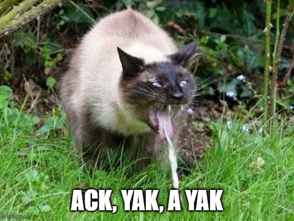 Cat Barfing | ACK, YAK, A YAK | image tagged in cat barfing | made w/ Imgflip meme maker