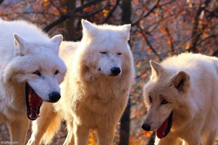 Laughing wolves | image tagged in laughing wolves | made w/ Imgflip meme maker