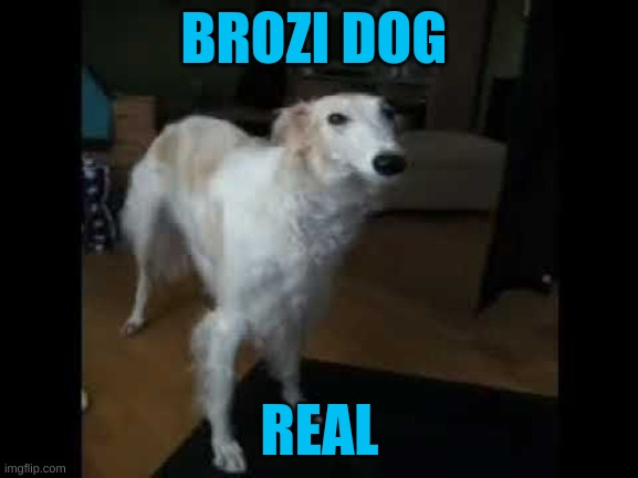 Low quality borzoi dog | BROZI DOG; REAL | image tagged in low quality borzoi dog | made w/ Imgflip meme maker