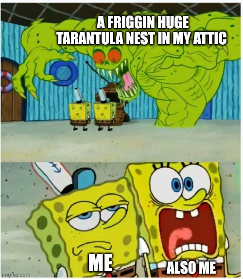 There's a friggin huge tarantula nest in my attic | A FRIGGIN HUGE TARANTULA NEST IN MY ATTIC; ME; ALSO ME | image tagged in spongebob squarepants scared but also not scared | made w/ Imgflip meme maker