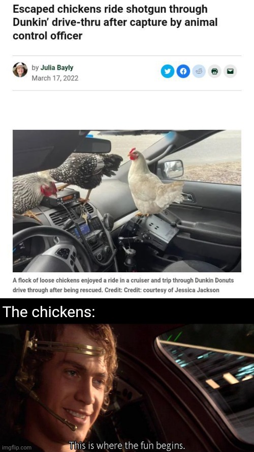 The escaped chickens | The chickens: | image tagged in this is where the fun begins,chickens,chicken,memes,dunkin donuts,ride | made w/ Imgflip meme maker